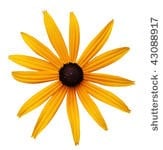 Black-Eyed Susan