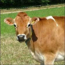 cow