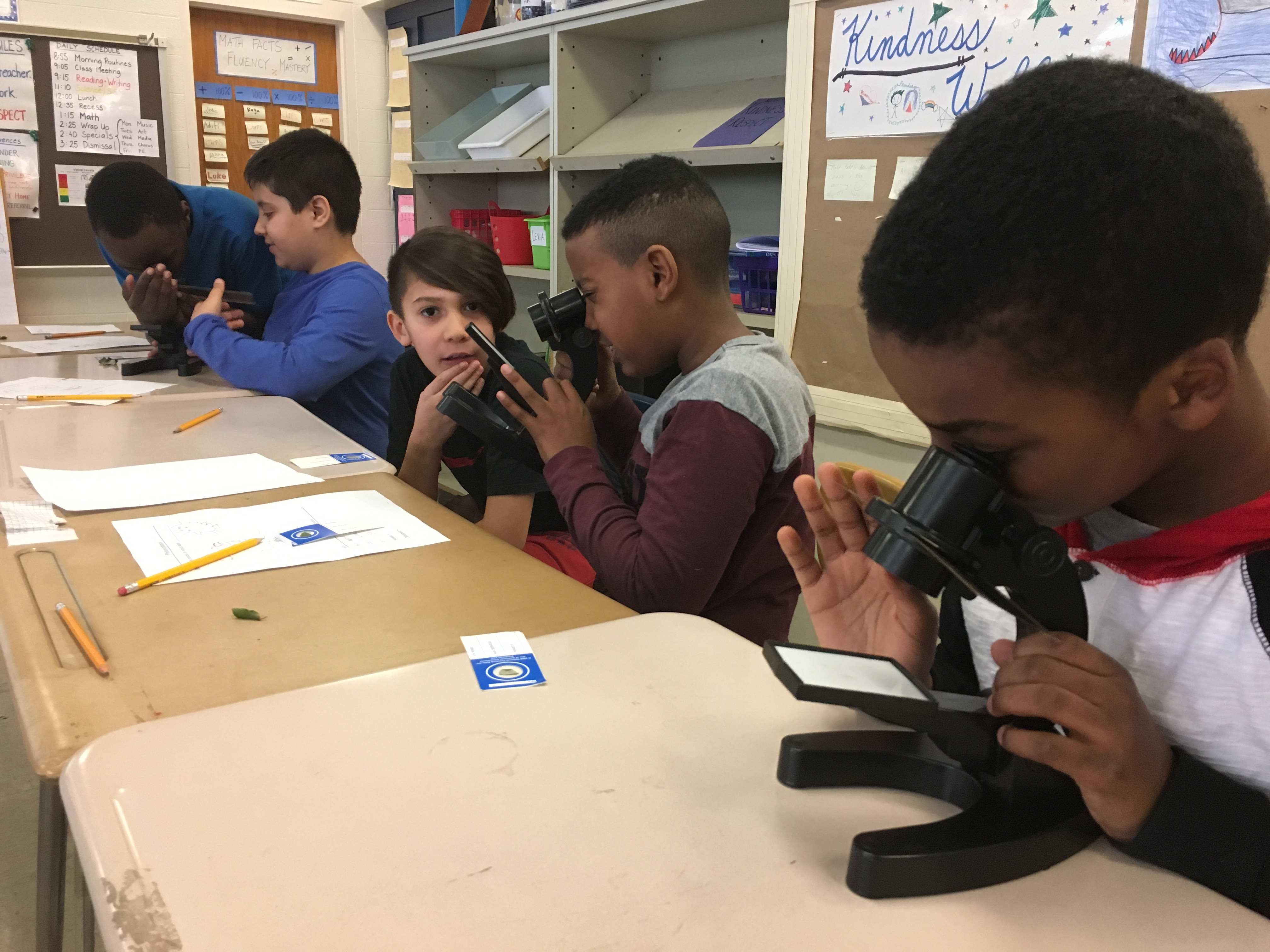 Gr 5 Boys on microscopes