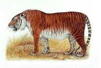 caspiantiger1